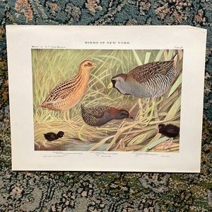 🖤 5 / $ 25 Antique Ornithological Bird Print Original